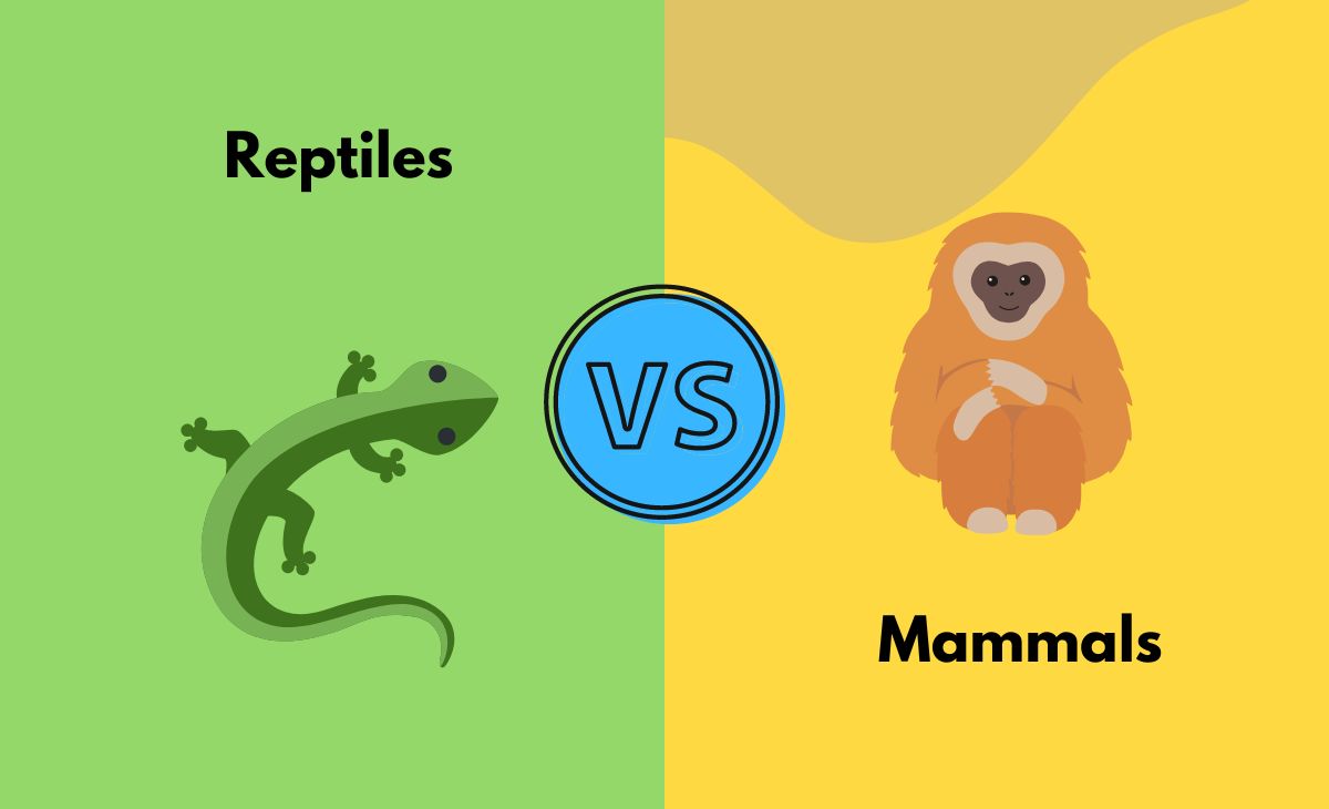 Difference Between Reptiles and Mammals