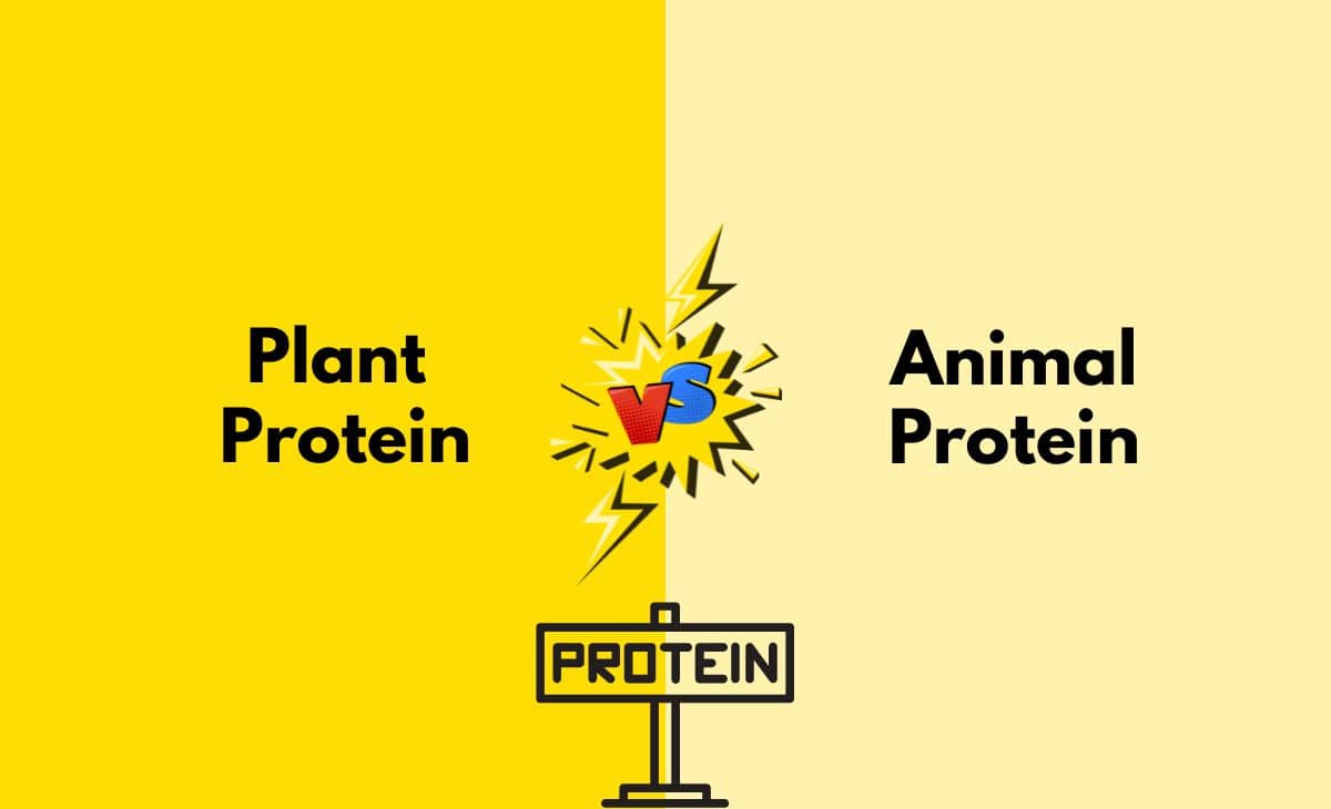 Difference Between Plant Protein and Animal Protein