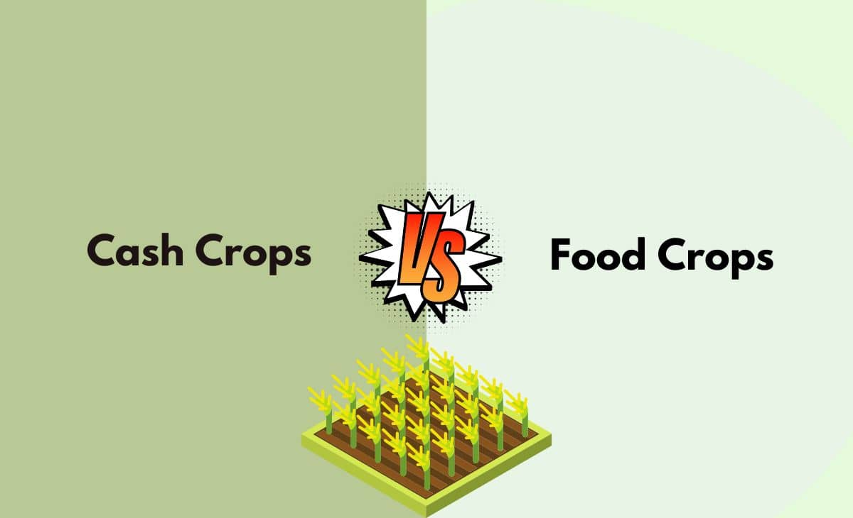 Difference Between Cash Crops and Food Crops