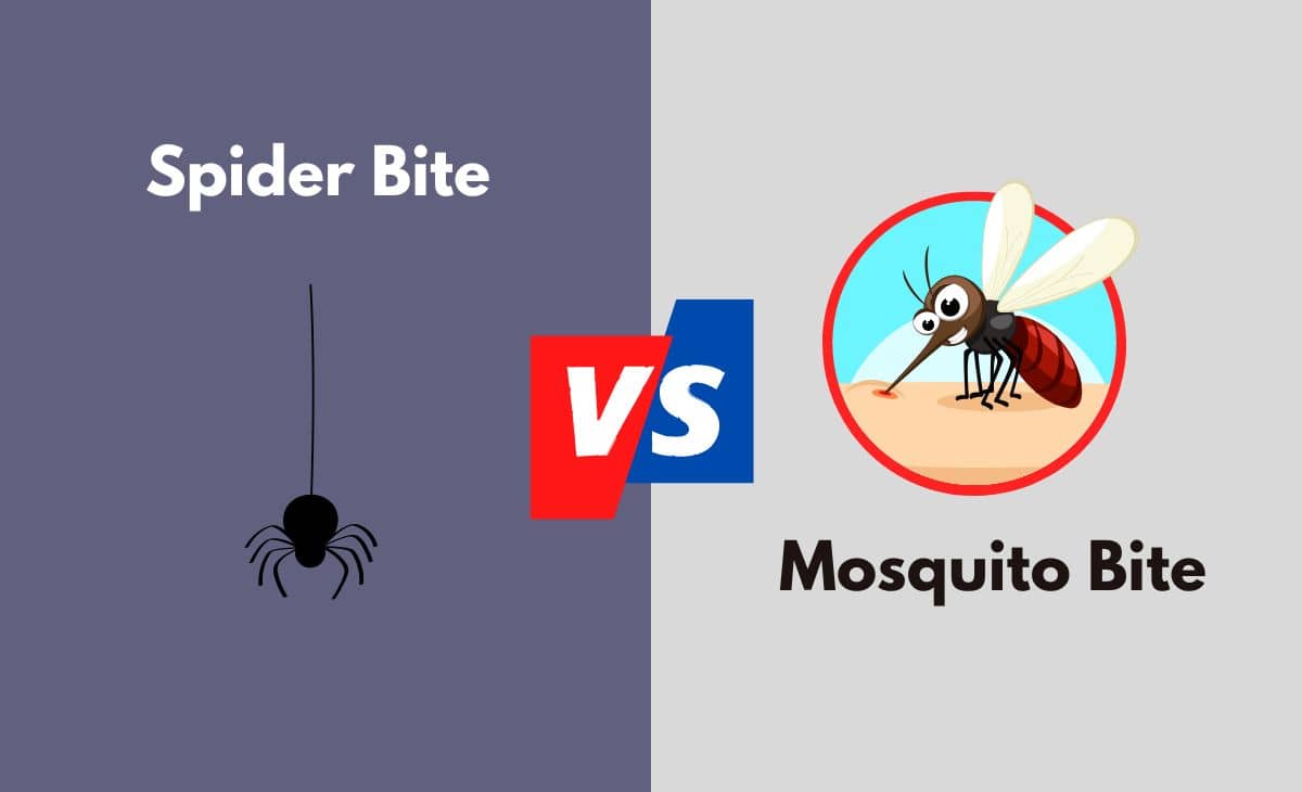 Difference Between Spider Bite and Mosquito Bite