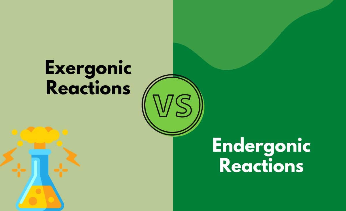 Difference Between Exergonic and Endergonic Reactions