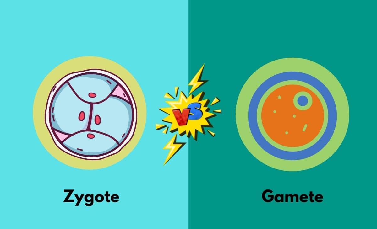 Difference Between Zygote and Gamete