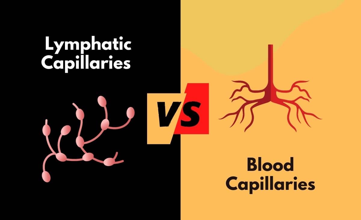 Difference Between Lymphatic Capillaries and Blood Capillaries