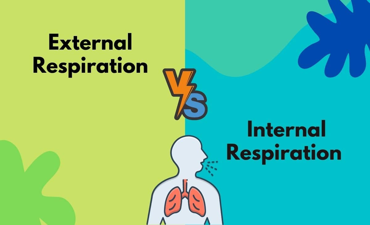Difference Between External Respiration and Internal Respiration