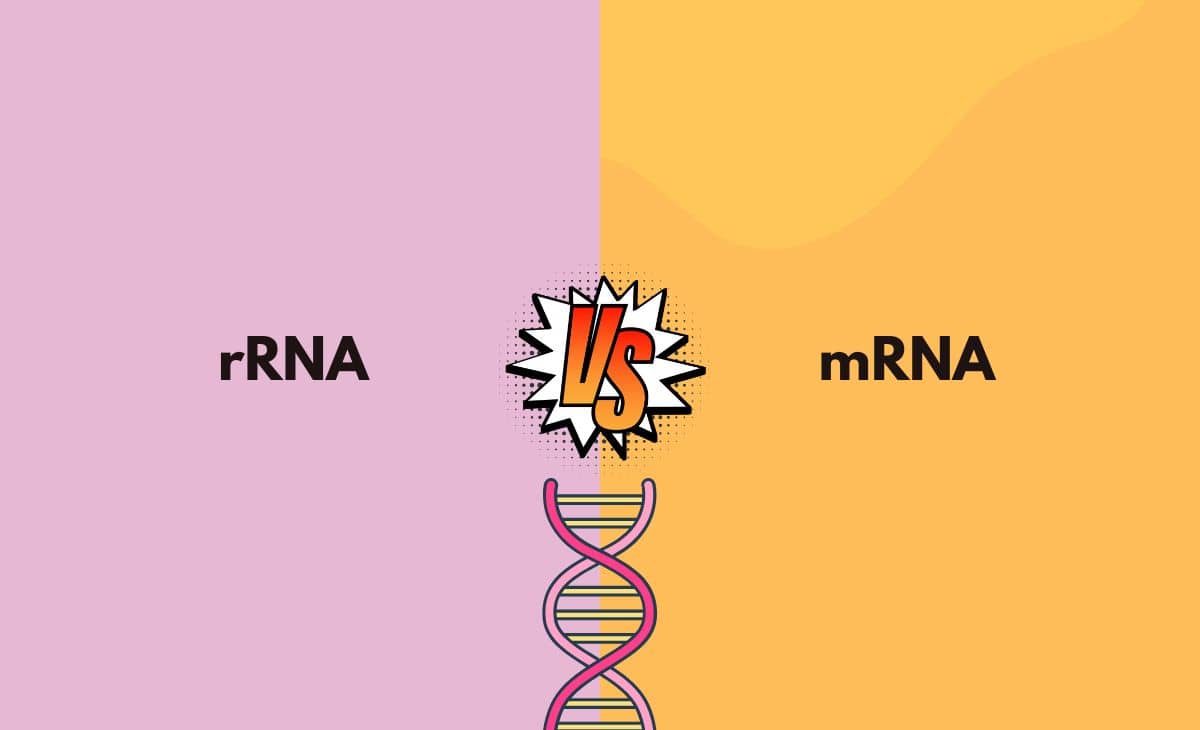 rRNA vs. mRNA What's The Difference (With Table)