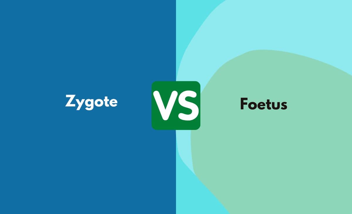 Difference Between Zygote and Foetus