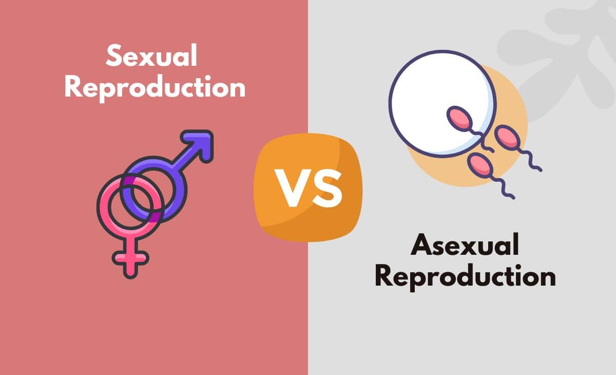Difference Between Sexual Reproduction and Asexual Reproduction