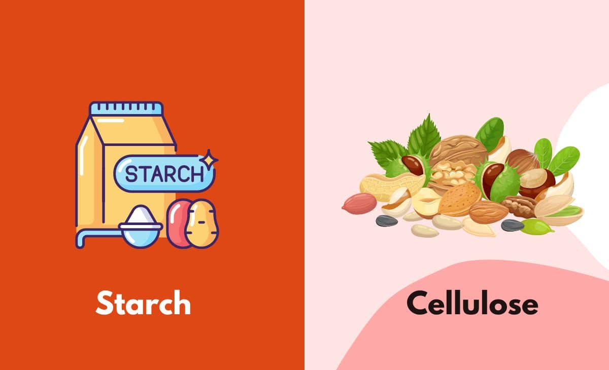 Difference Between Starch and Cellulose