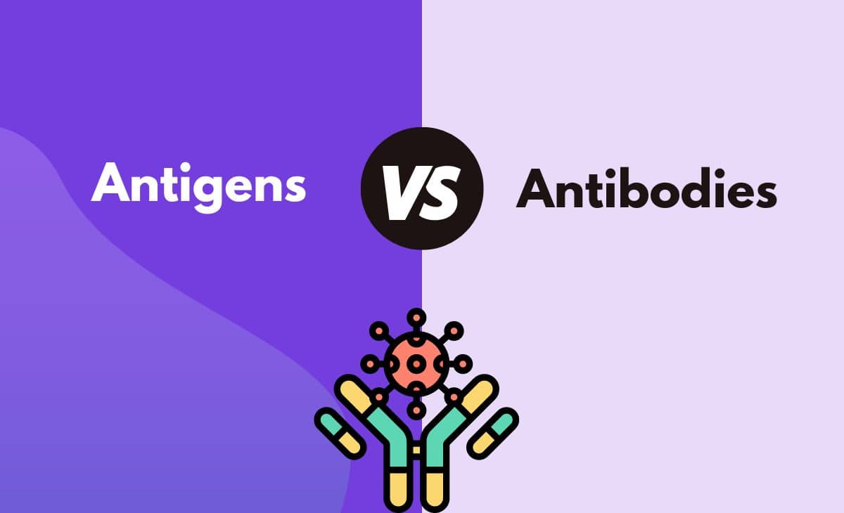 Difference Between Antigens and Antibodies