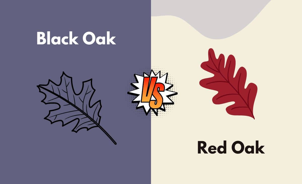 Difference Between Black Oak and Red Oak