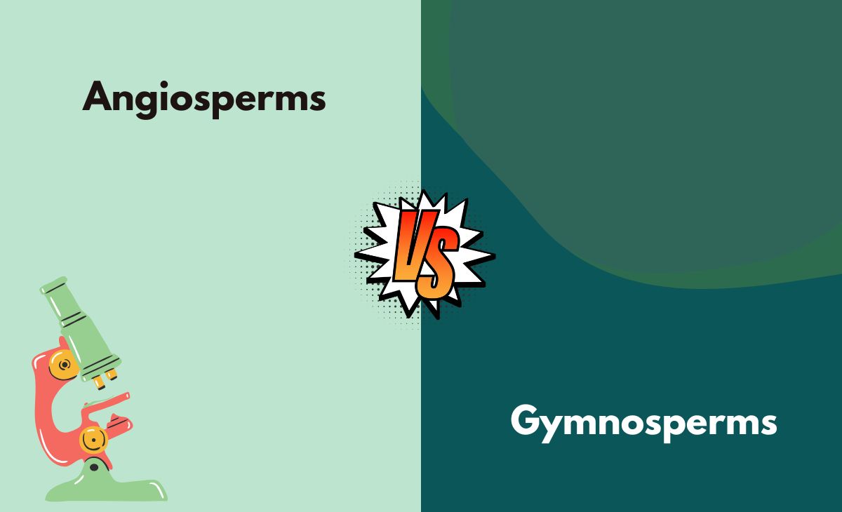 Difference Between Angiosperms and Gymnosperms