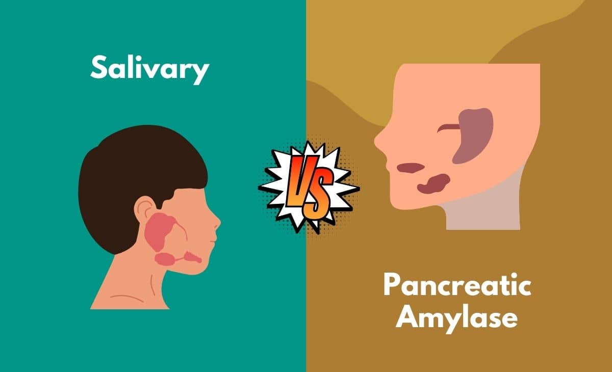 Difference Between Salivary and Pancreatic Amylase