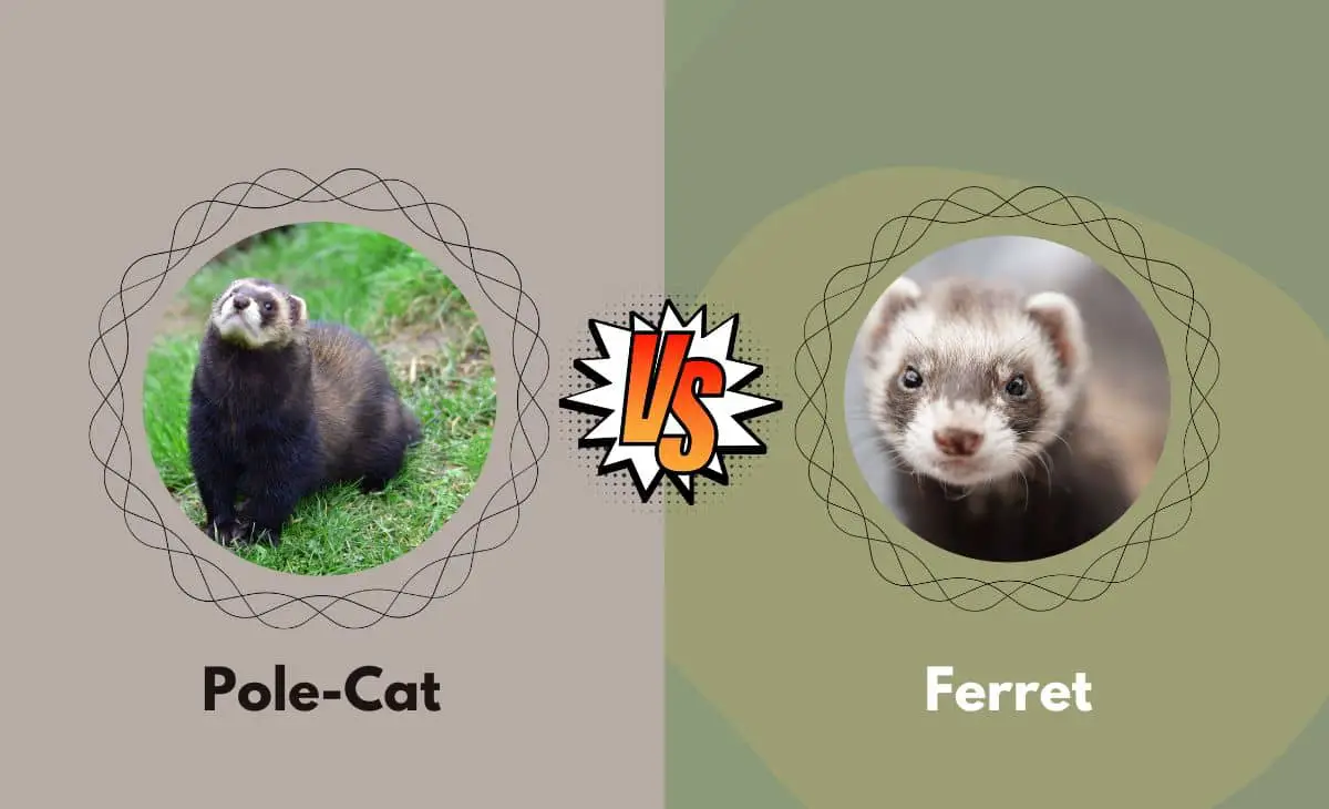 Difference Between Pole-Cat and Ferret