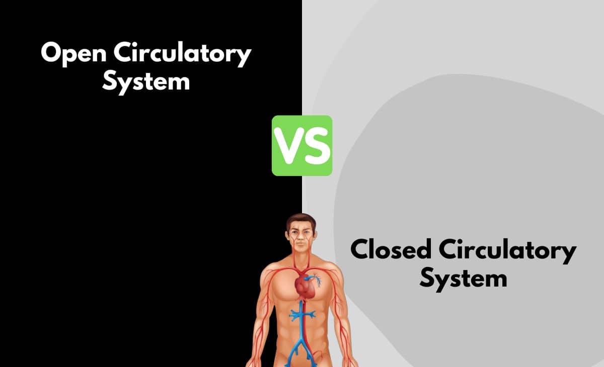 Difference Between Open and Closed Circulatory System
