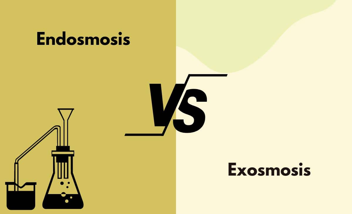 Difference Between Endosmosis and Exosmosis