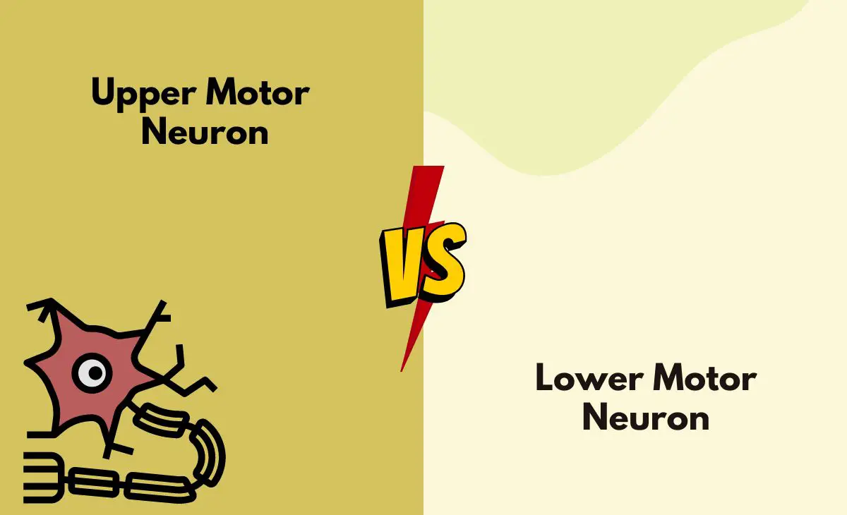 Difference Between Upper Motor Neuron and Lower Motor Neuron