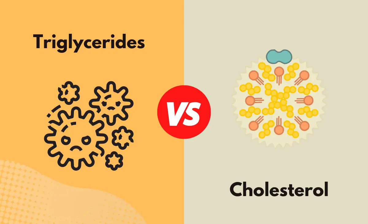 Difference Between Triglycerides and Cholesterol