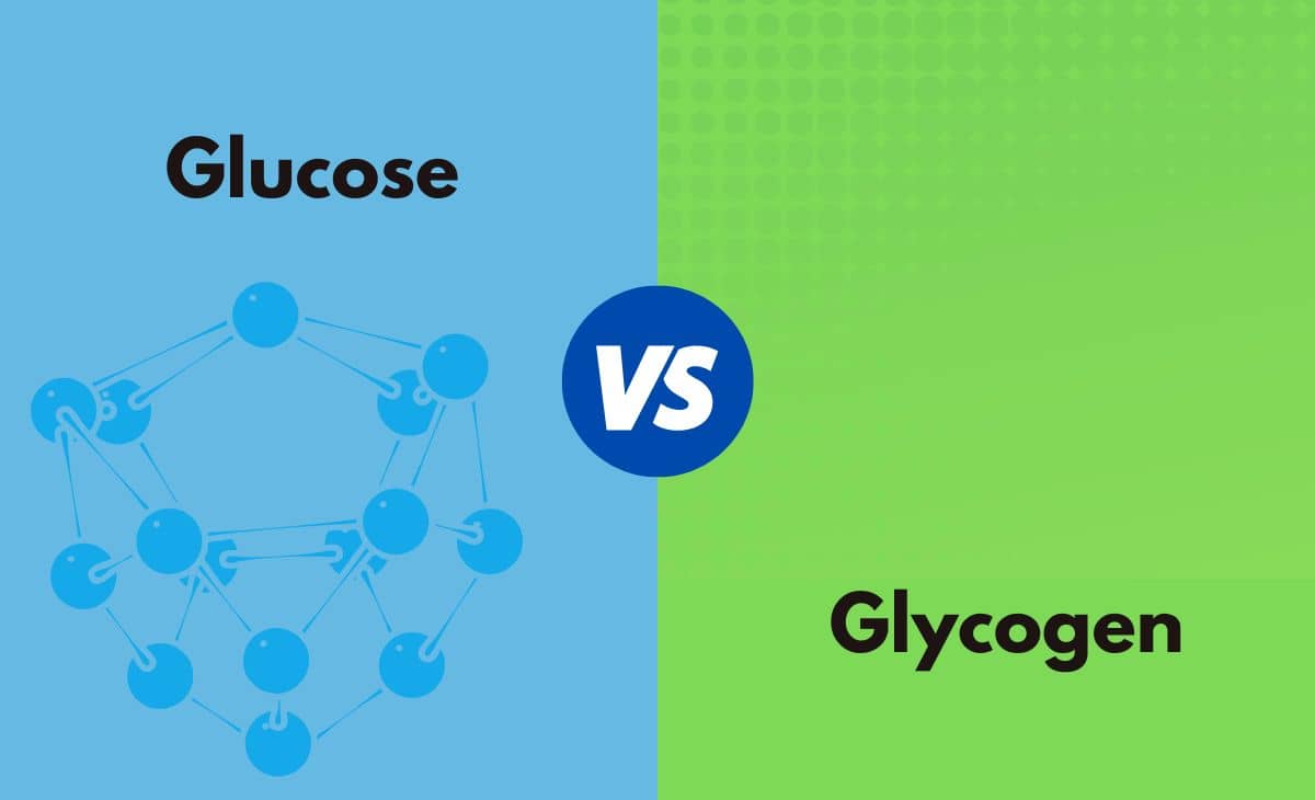 Difference Between Glucose and Glycogen