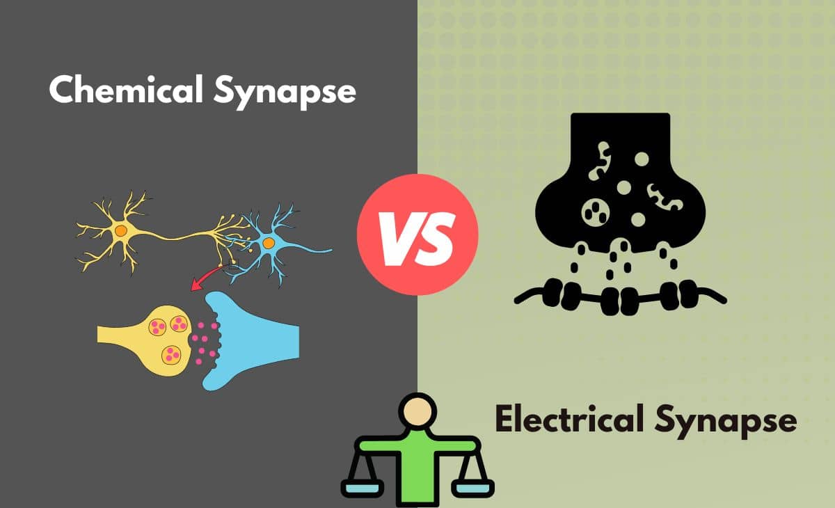 Difference Between Chemical Synapse and Electrical Synapse