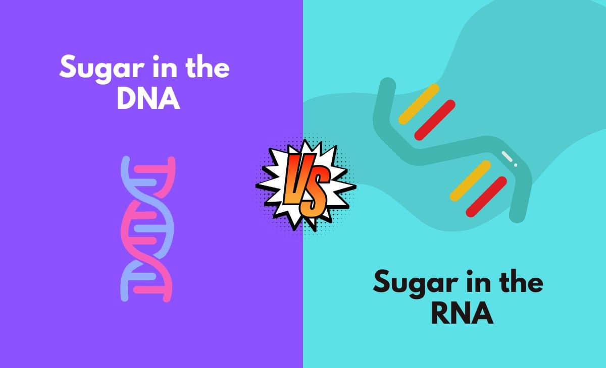 Difference Between Sugar in the DNA and RNA
