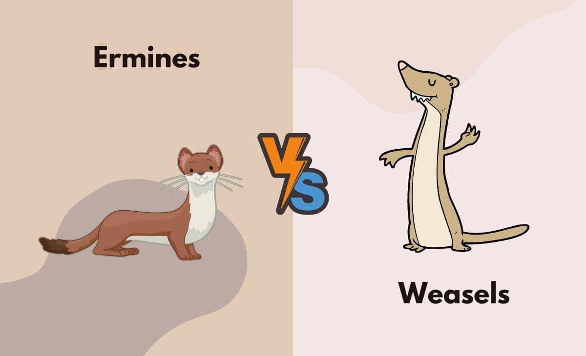 Difference Between Ermines and Weasels