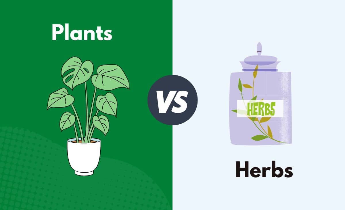 Plants vs. Herbs What's The Difference (With Table)