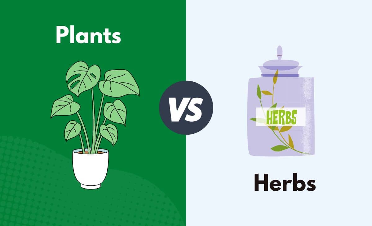 Difference Between Plants and Herbs