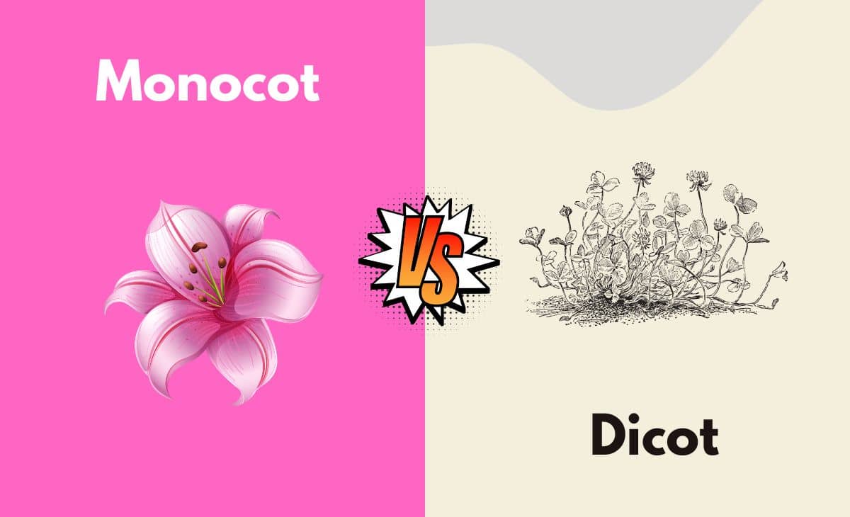 Difference Between Monocot and Dicot