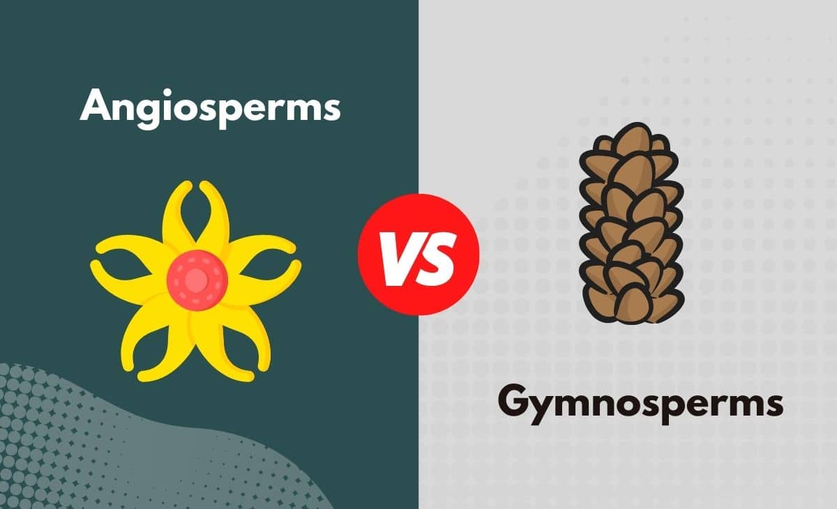 Difference Between Angiosperms and Gymnosperms