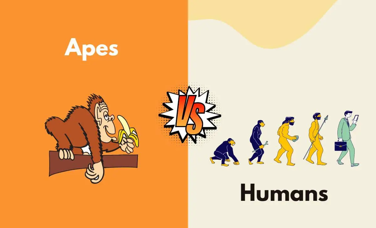 Difference Between Apes and Humans