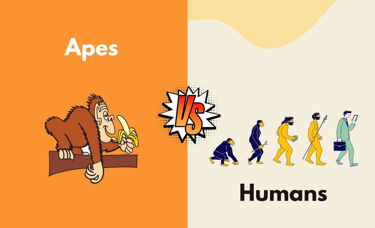 Difference Between Apes and Humans