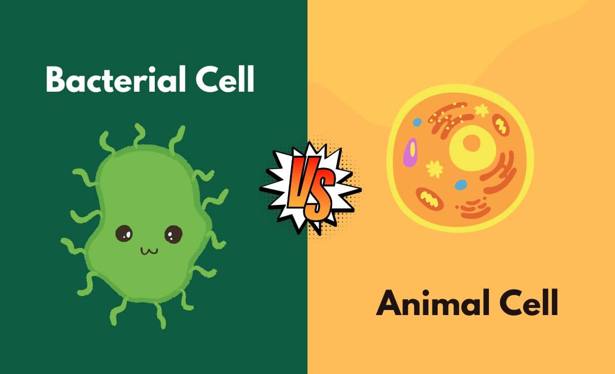 Difference Between Bacterial Cell and Animal Cell