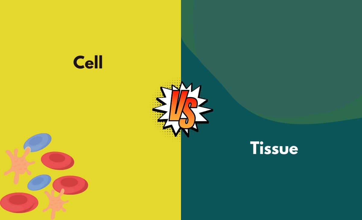 Difference Between Cell and Tissue