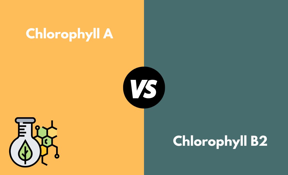 Difference Between Chlorophyll A and B2