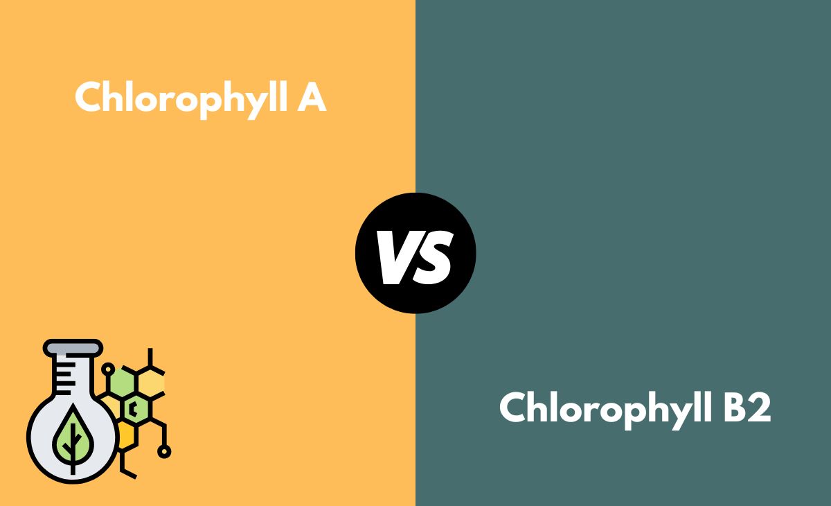 Difference Between Chlorophyll A and B2