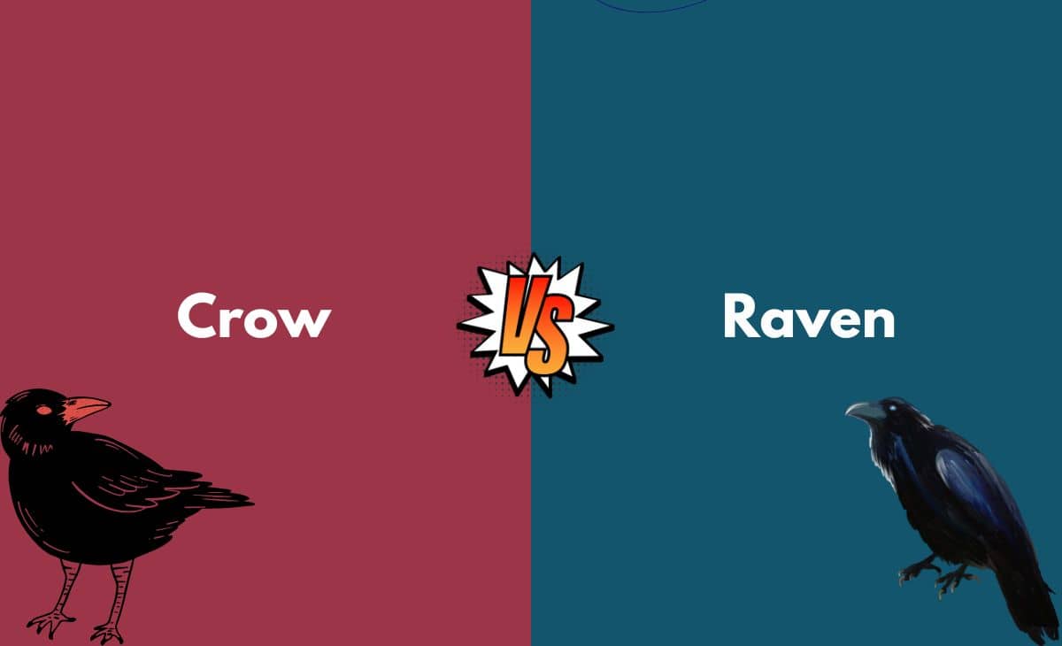 Difference Between Crow and Raven