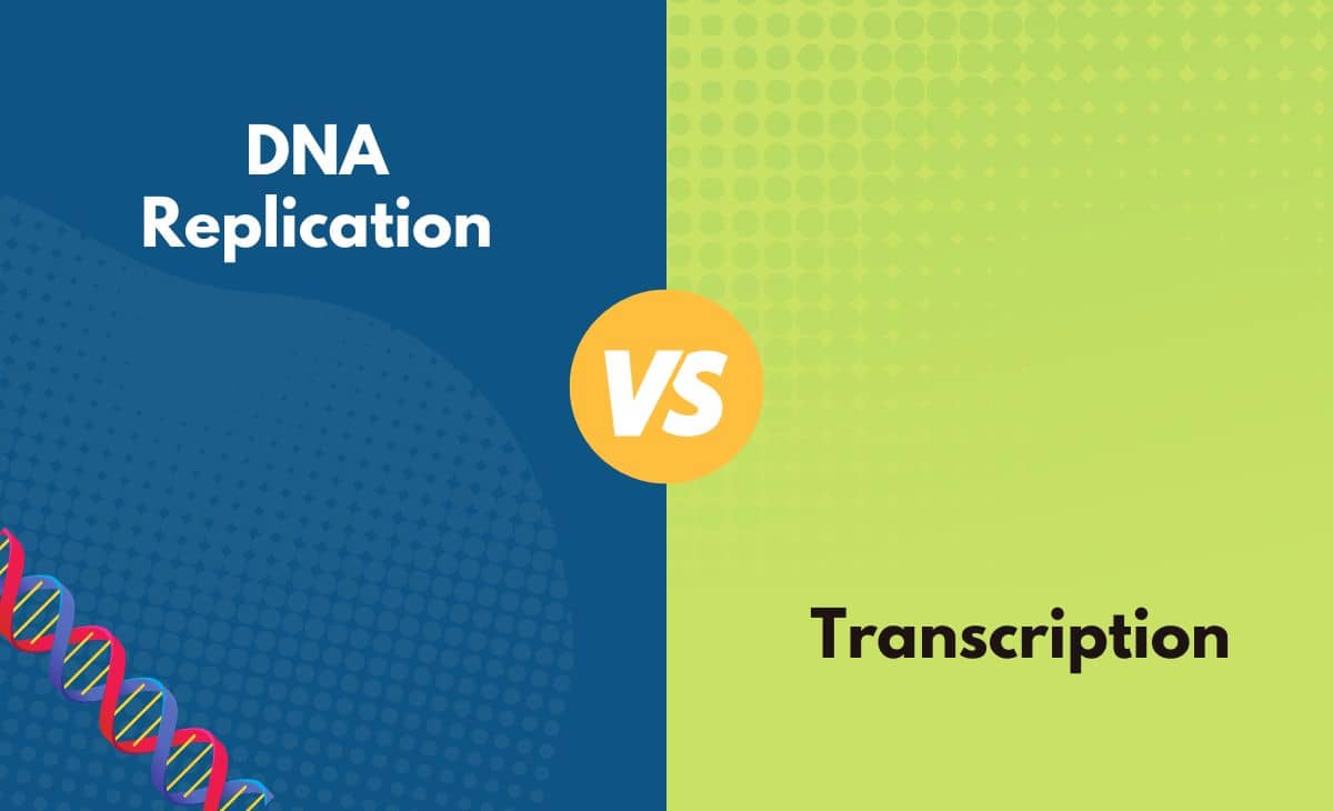 Difference Between DNA Replication and Transcription