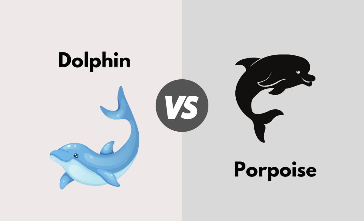 Difference Between Dolphin and Porpoise