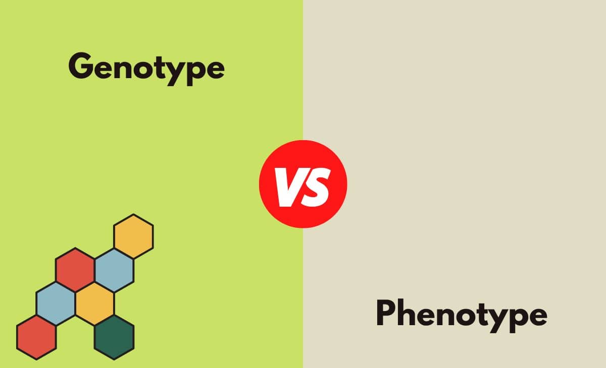 Difference Between Genotype and Phenotype