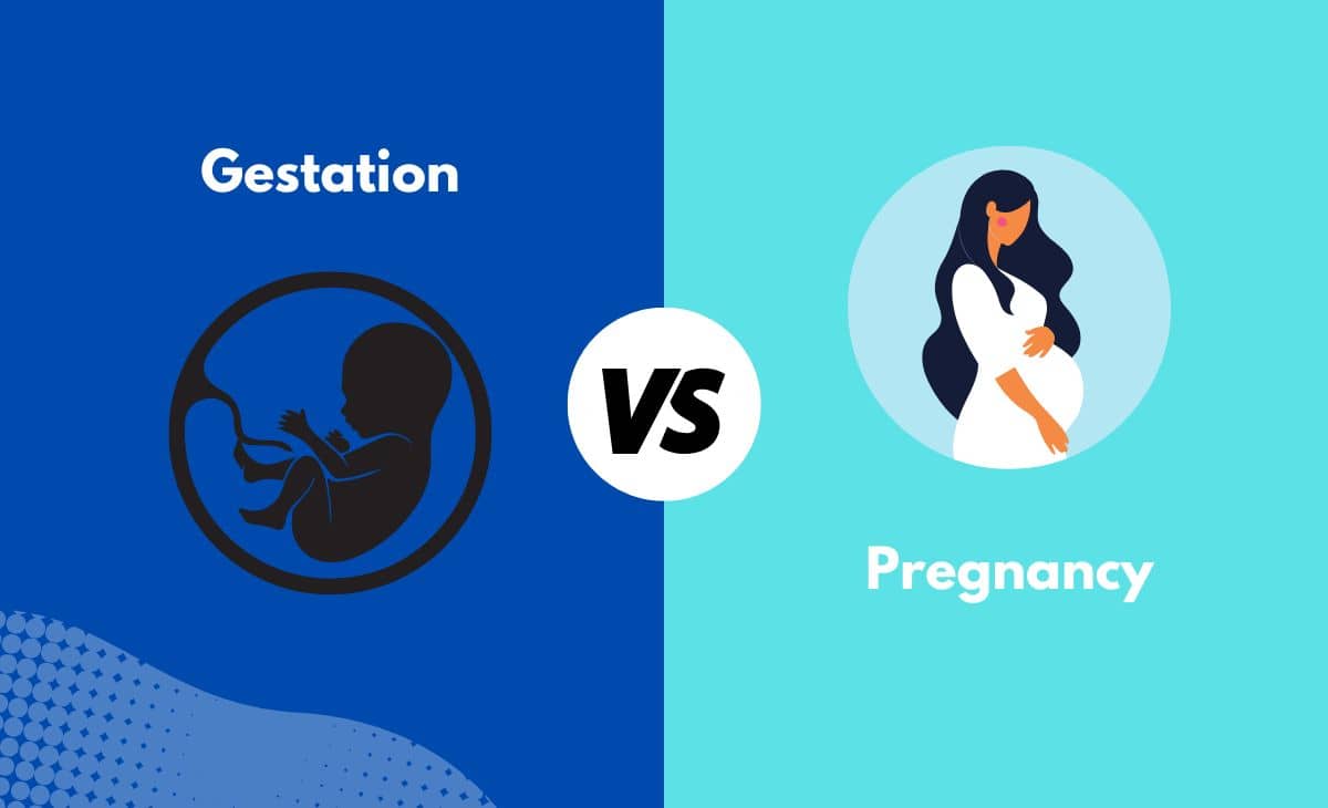 Difference Between Gestation and Pregnancy