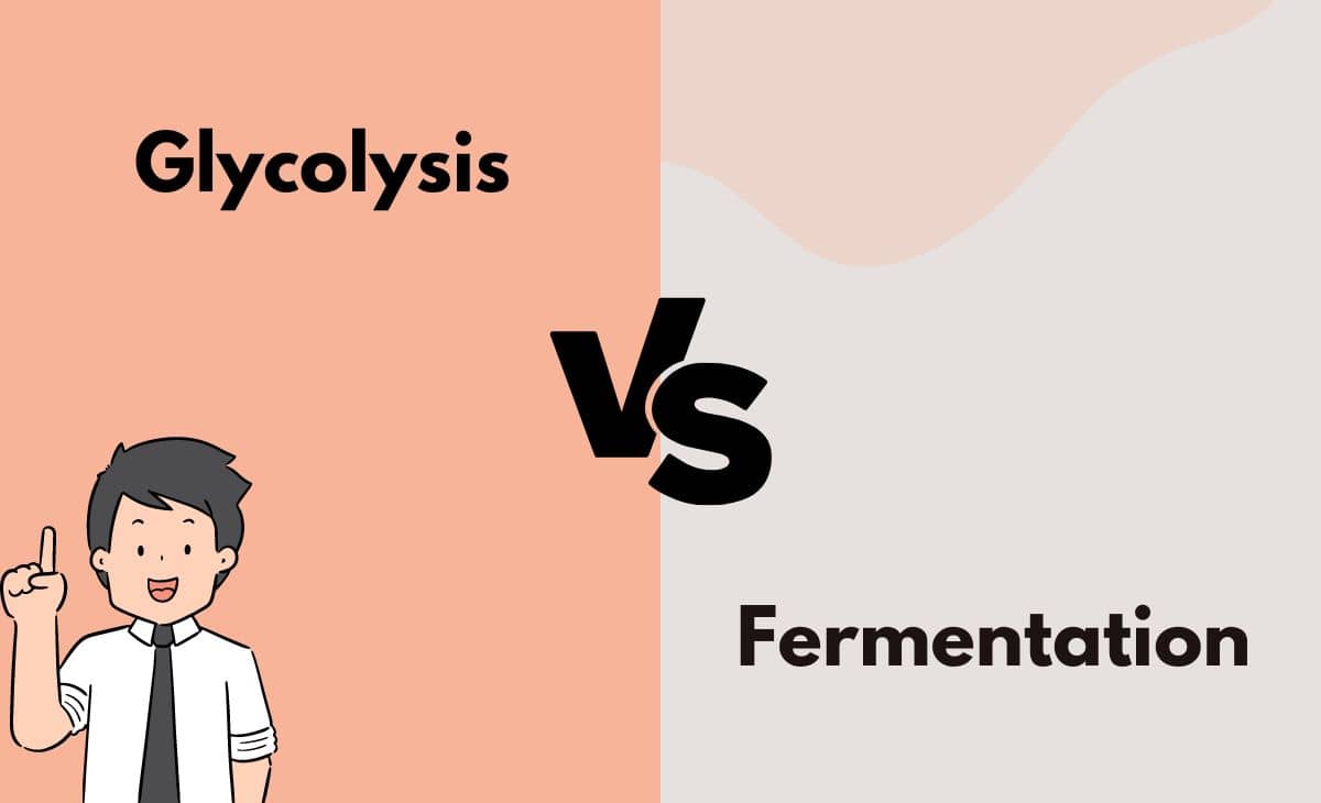 Difference Between Glycolysis and Fermentation