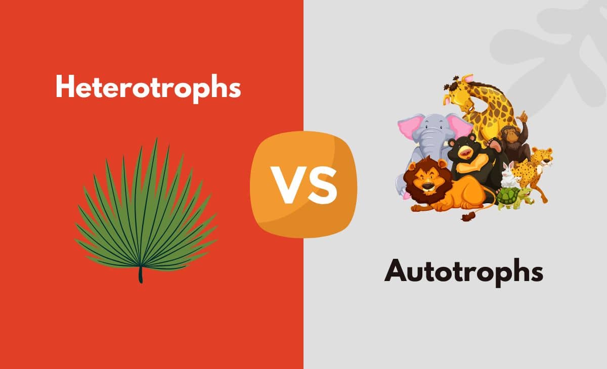 Difference Between Heterotrophs and Autotrophs