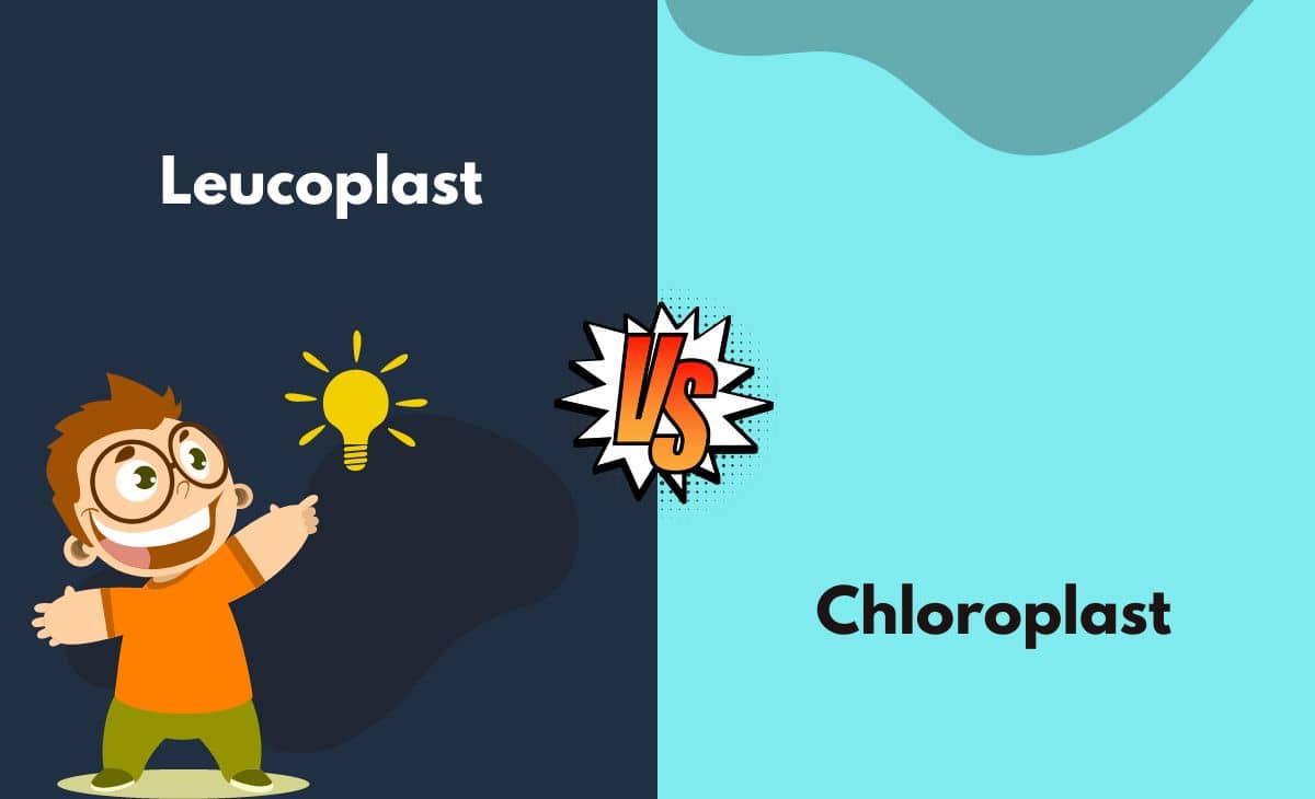 Difference Between Leucoplast and Chloroplast
