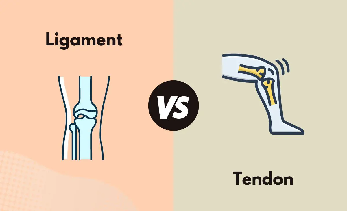 Difference Between Ligament and Tendon