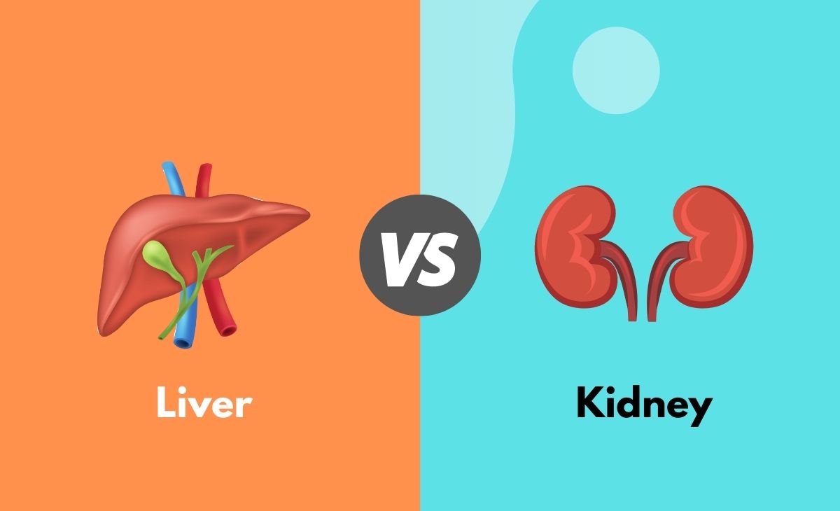 Difference Between Liver and Kidney