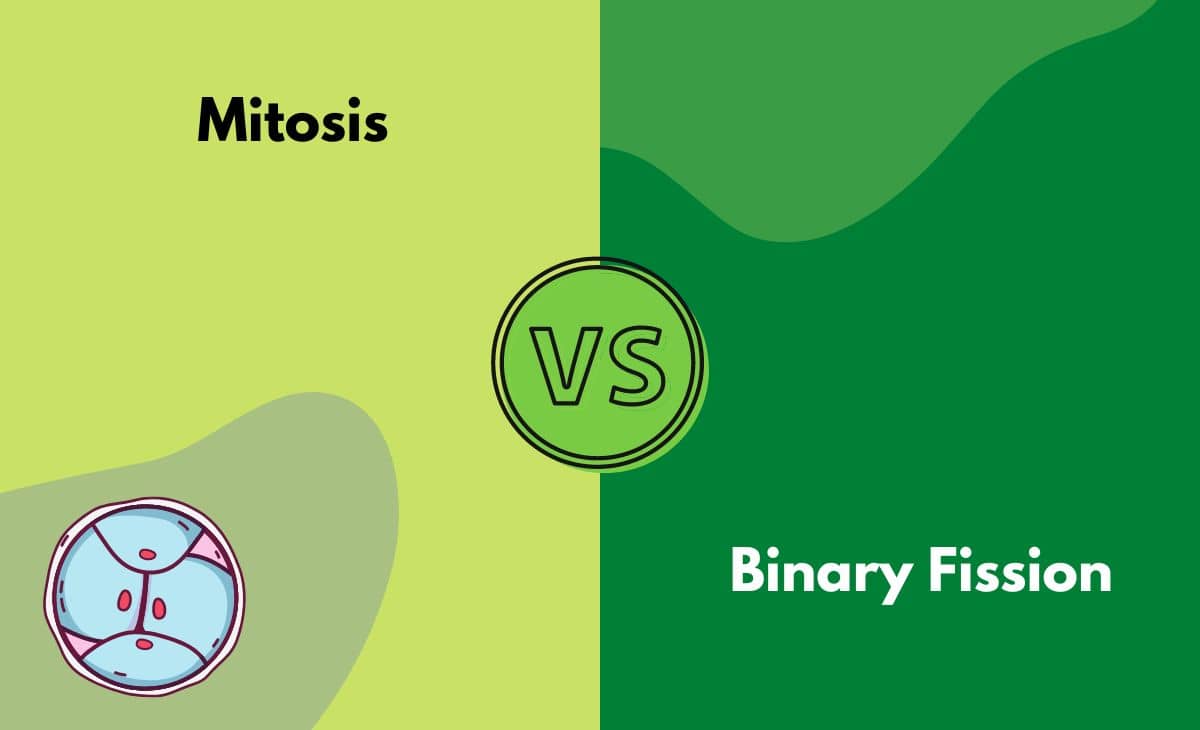 Difference Between Mitosis And Binary Fission