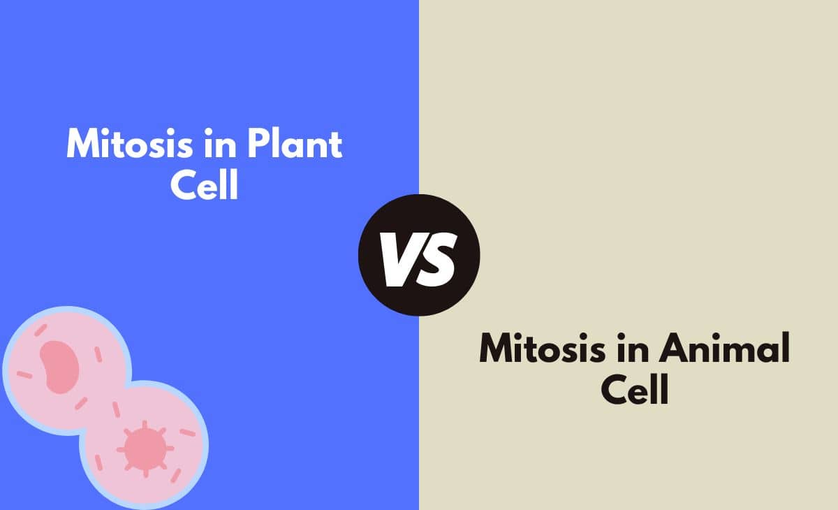 Difference Between Mitosis in Plant Cell and Animal Cell