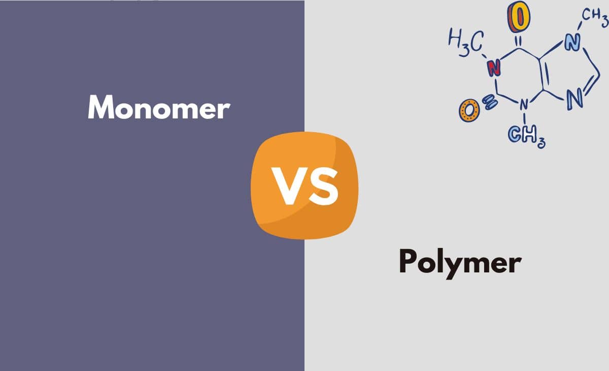 Difference Between Monomer and Polymer