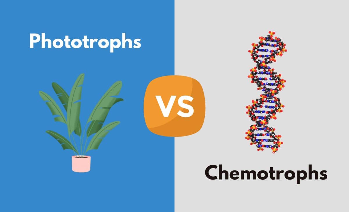 Difference Between Phototrophs and Chemotrophs