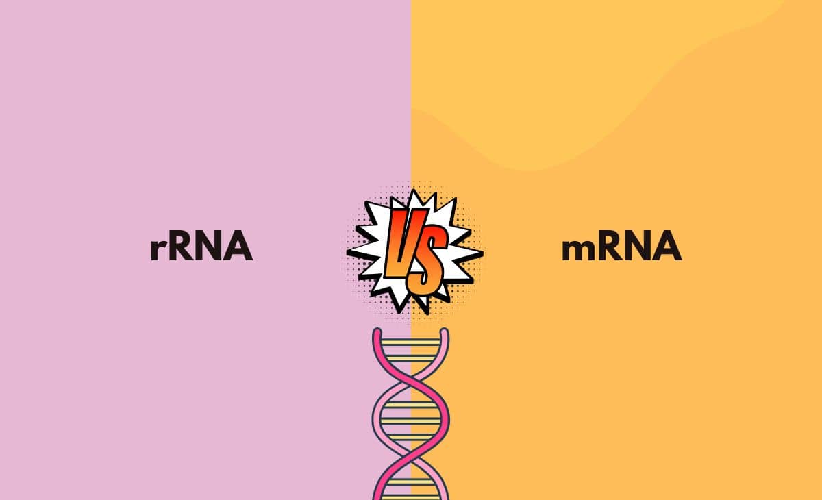 Difference Between rRNA and mRNA